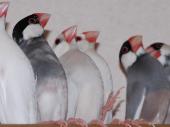 ぶんちょの斜め切り~~??ペンギン効果??