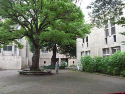 中央広場と大きな楠の木
