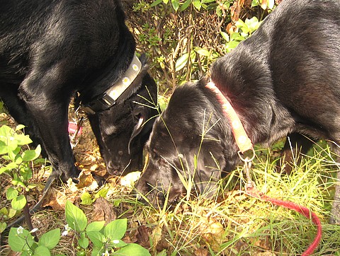 20101111kenponashi-clarathalia1.jpg