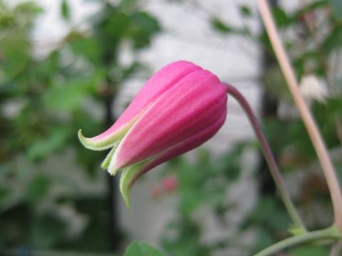 glaucophylla0723-01.jpg