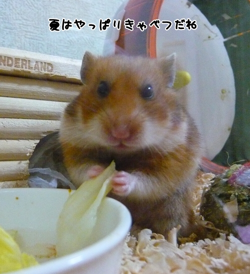 しゃきしゃき