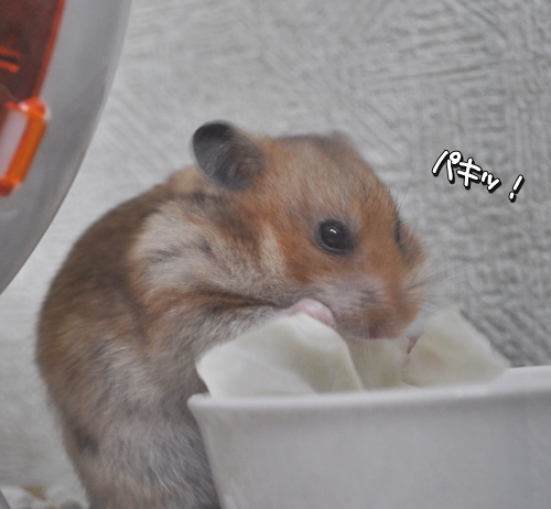 新鮮なキャベツだわ