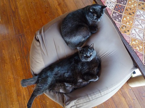 黒猫ズ専用ソファ