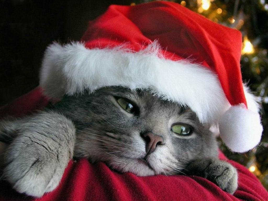 画像 可愛い猫の壁紙 クリスマス画像集 Naver まとめ