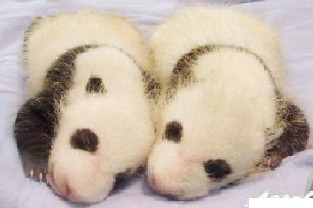 おやじの眼 双子のパンダ誕生＝自然交配で2度目の出産―和歌山