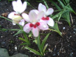 2007_0517_113946-TS325630.jpg