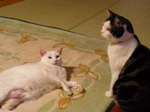 ターディス嬢に