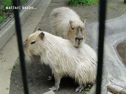 カピバラ、ファー君とヒナタちゃん