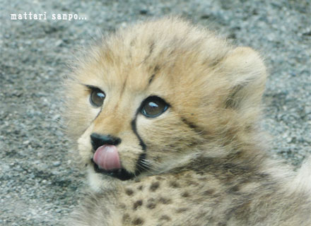 チーターの赤ちゃん