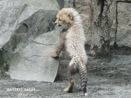 チーターの赤ちゃん