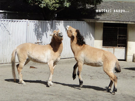 モウコノウマ