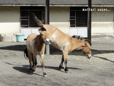 モウコノウマ