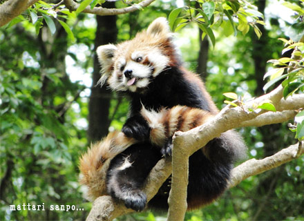 レッサーパンダ、ルンルン