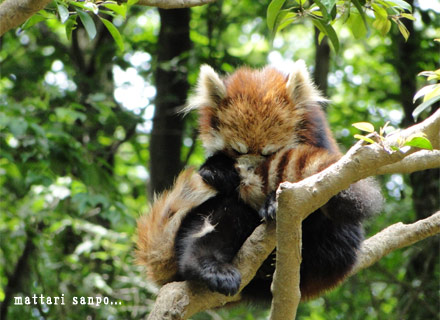 レッサーパンダ、ルンルン