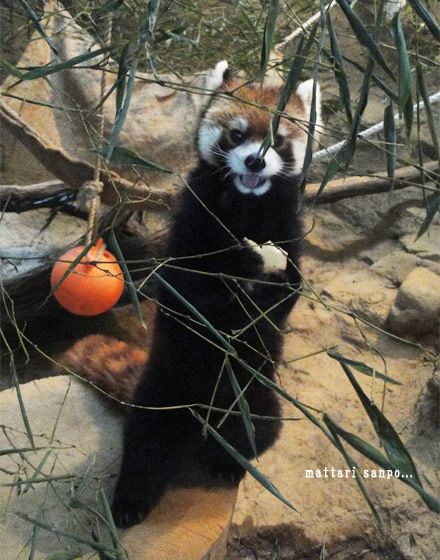 レッサーパンダ、ブーブー