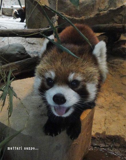 レッサーパンダ、ブーブー