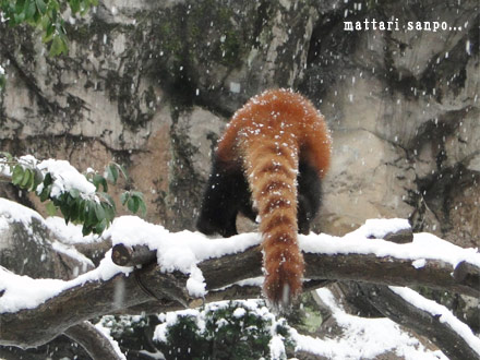 レッサーパンダ