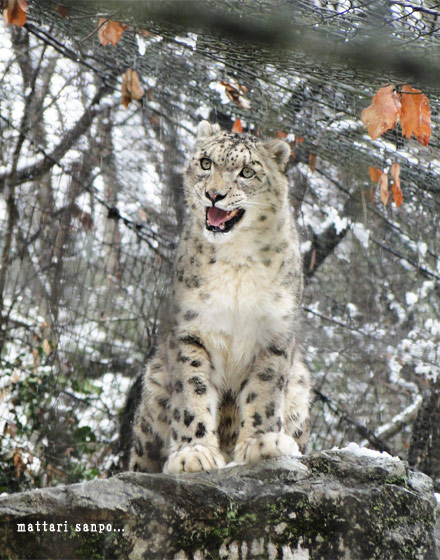 シンギズ