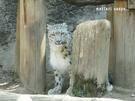 ユキヒョウ、ミルチャ