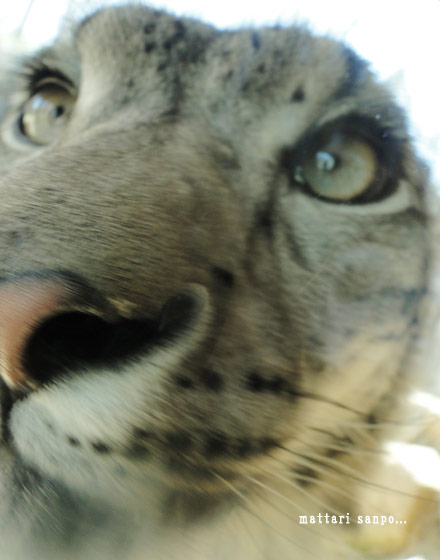 ユキヒョウ、ミルチャ