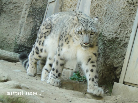 ユキヒョウ、ミルチャ