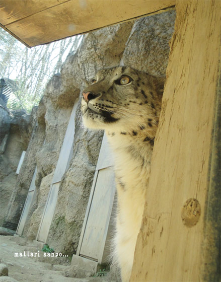 ユキヒョウ、ミルチャ