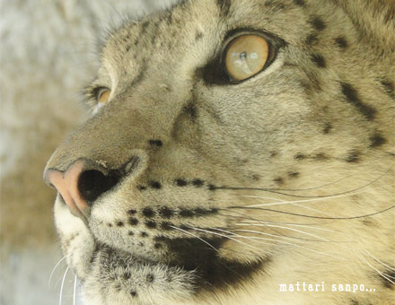 ユキヒョウ、ミルチャ