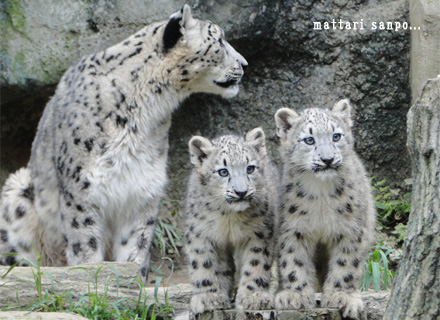 ユキヒョウ