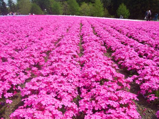 20110510_13.jpg