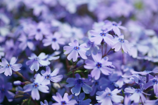20110510_23.jpg