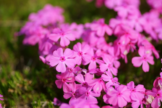 20110510_24.jpg