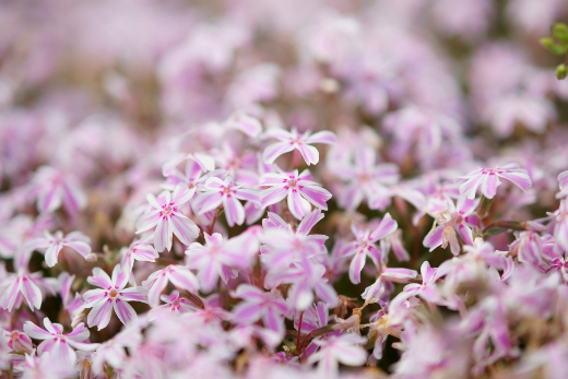 20110510_25.jpg