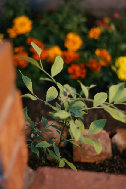 20110522_04.jpg