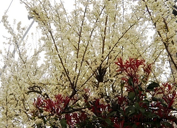 P1200507.jpg