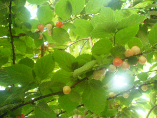 BLOG7479_20110529221340.jpg