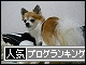 br_decobanner_20091213164016.gif
