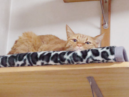 ちゃとらねこ