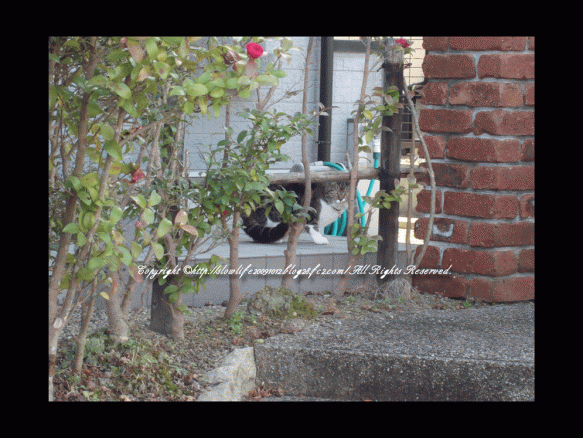 8976-065.gif