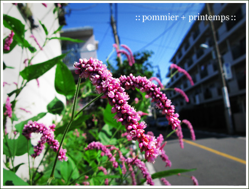 pommier+printemps20090829e.jpg