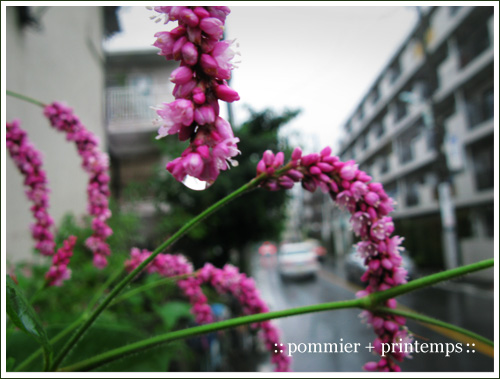 pommier+printemps20090830.jpg