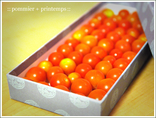 pommier+printemps20090904b.jpg