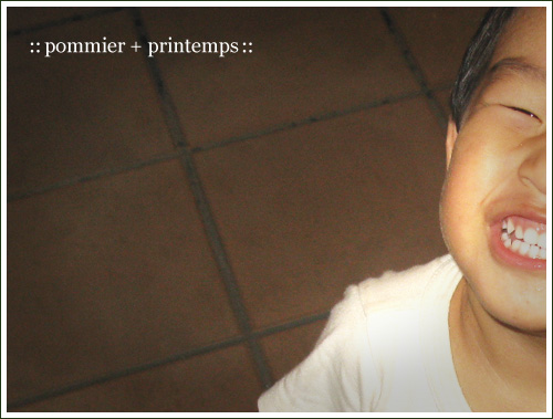 pommier+printemps20090907.jpg