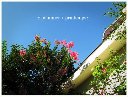 pommier+printemps20090910a.jpg