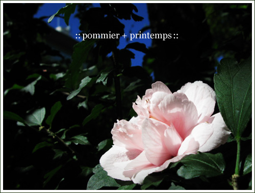 pommier+printemps20090910b.jpg