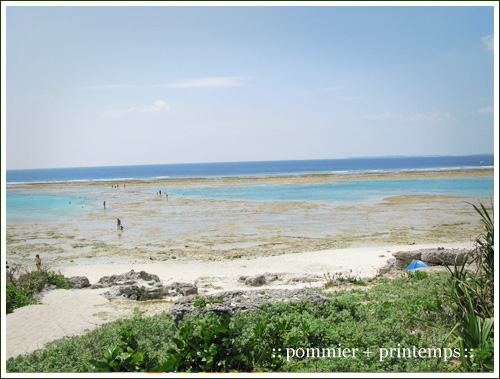pommier+printemps20090919f.jpg