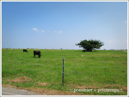 pommier+printemps20090919h.jpg