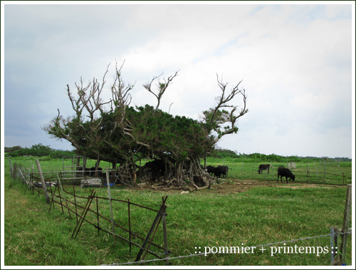 pommier+printemps20090919k.jpg