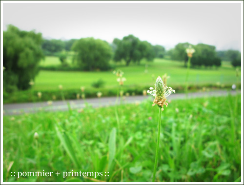 pommier+printemps20110625d.jpg