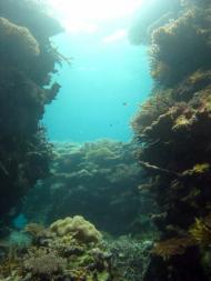 石垣島 ダイビング サンゴ礁
