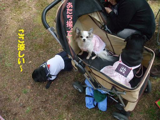 1BLOG6238_20110517074029.jpg